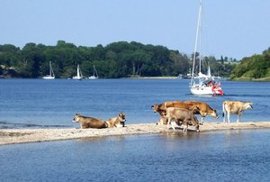 Kühe in der Dyvig image-16259